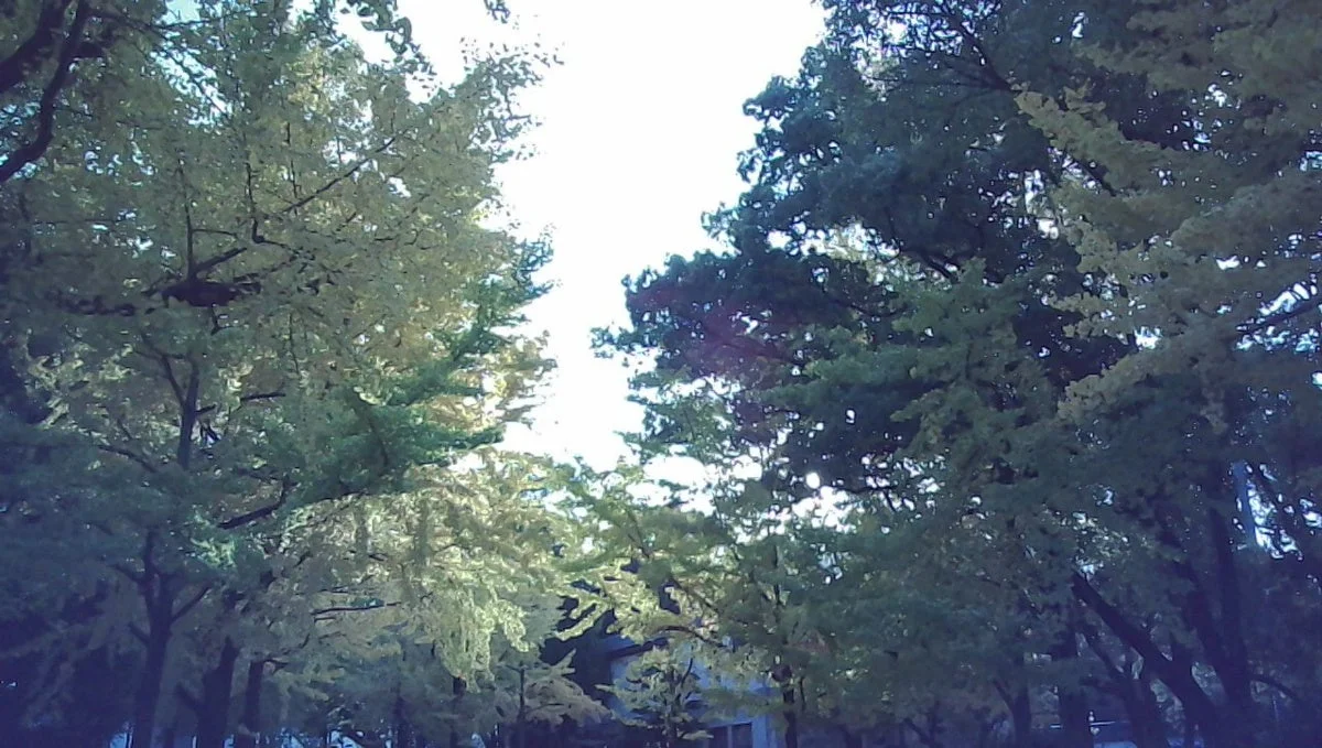 木々を見上げた景色