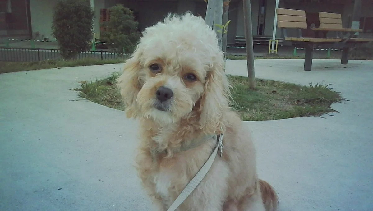 犬のポートレート