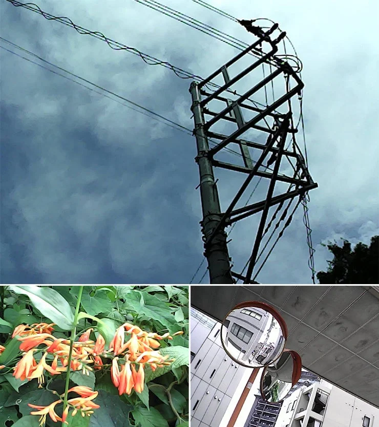 電柱と電線、空、曇り、花、オレンジ色の花、植物、カーブミラー、建物、街、都市風景